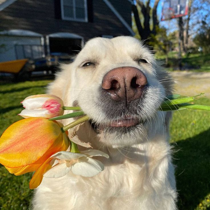 Happy Wooflower