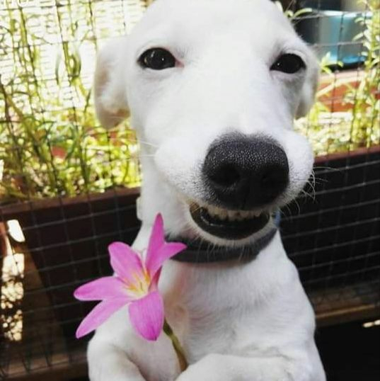 Blooming Wooflower