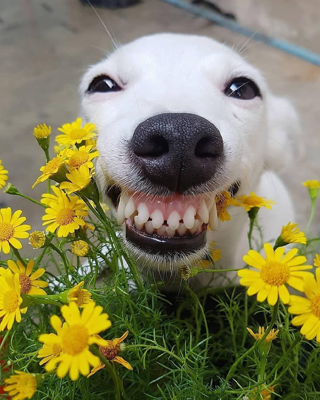 Smiling Wooflower