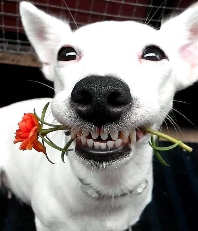 Wooflower 7